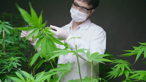 Scientist is trimming or cutting top of cannabis to planning , alternative me Video stock 158522593