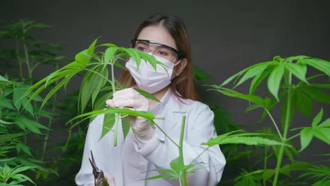 Scientist is trimming or cutting top of cannabis to planning , alternative me Vidéo 158522649