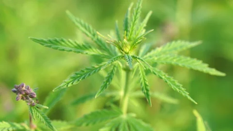 Scientist with tweezers taking samples and observing CBD hemp plants on Stock Footage 129070932