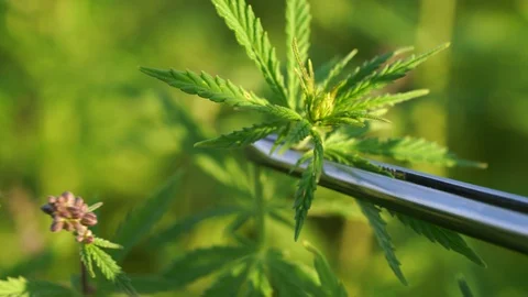 Scientist with tweezers taking samples and observing CBD hemp plants on Stock Footage 129070952