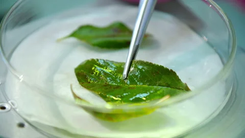 A scientist under a microscope examines a new species of breeding plant Vídeos de archivo 141269670