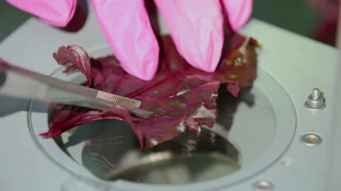 A scientist under a microscope examines a new species of breeding plant Vídeos de archivo 141269841