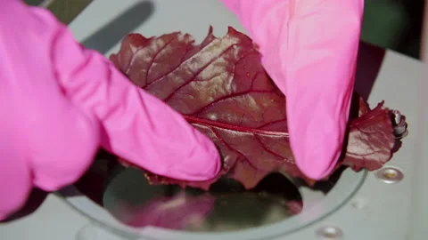 A scientist under a microscope examines a new species of breeding plant Stock Footage 141270680