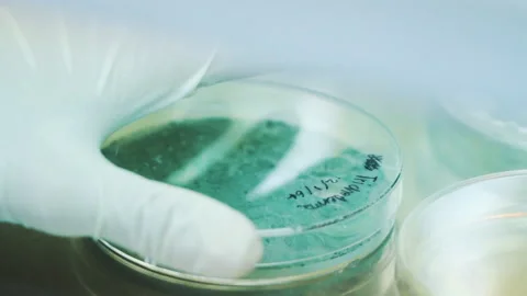 Scientist use equipment to collect sample experiment in laboratory close up Video stock 158913711
