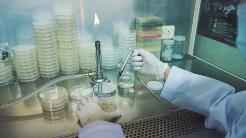 Scientist use fire to sterilize equipment and collect sample in laboratory Stock Footage 158915007