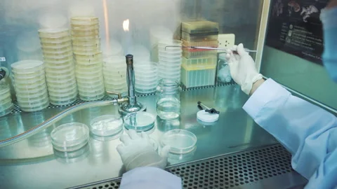 Scientist use fire to sterilize equipment and collect sample in laboratory Stock Footage 158915015