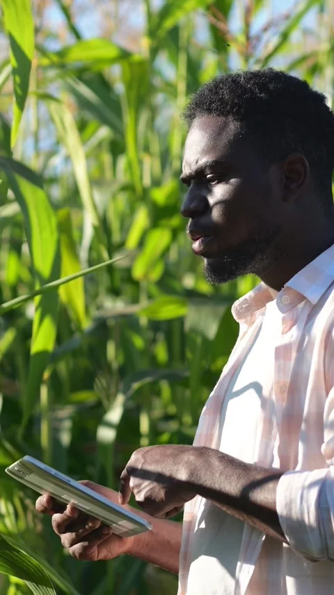 Scientist Uses Digital Device To Assess Crop Condition. Researcher Captures Stock-Footage 332901872