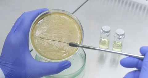 Scientist uses a microbiological loop to collect bacterial cell mass Stock Footage 339321778