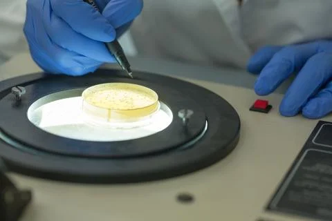 Scientist using colony counter 스톡 사진