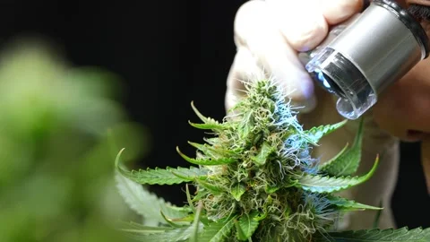 A scientist using mini microscope magnifier check on marijuana flower top Vídeos de archivo 158954971