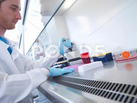 Scientist Using Multi Well Pipette To Fill Multi Well Plate In Biological Safety