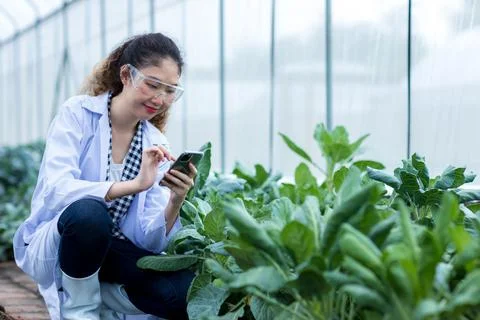 Scientist using Smart Phone. Scientist work at Vegetable Garden Lab site	 Stock Photos