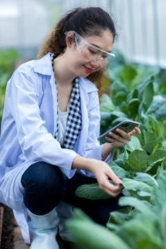 Scientist using Smart Phone. Scientist work at Vegetable Garden Lab site	 스톡 사진