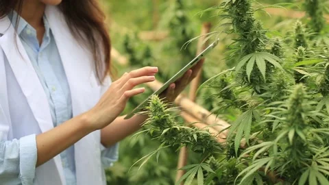 A scientist using tablet to collect data on cannabis  farm. Concept of Cannab Stock Footage 200865388