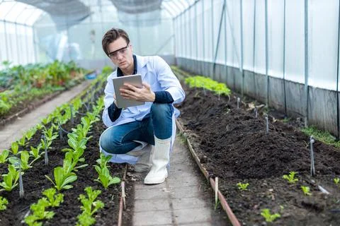 Scientist using Tablet or Smart Phone.  Stock Photos