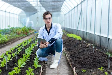 Scientist using Tablet or Smart Phone.  Stock Photos