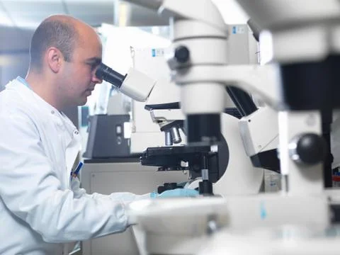 Scientist viewing parasites under light microscope in laboratory, Jenner Stock Photos