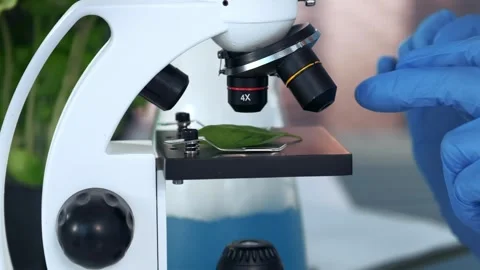 Scientist wearing blue gloves placing plant leaf on microscope stage indoors Stock Footage 340983883