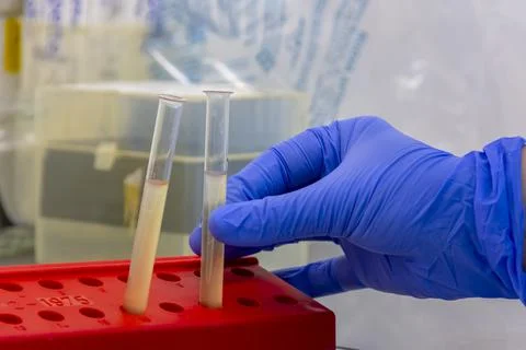 Scientist wearing gloves doing experiment with bacterial sample in the fume h Stock Photos