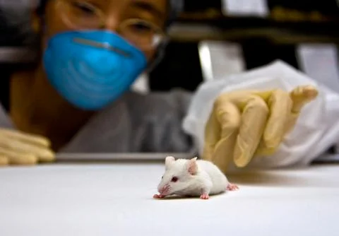 Scientist with white mouse Foto stock