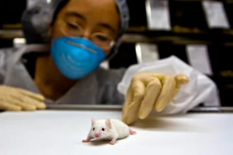 Scientist with white mouse Stock Photos