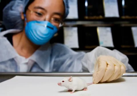 Scientist with white mouse Stock Photos