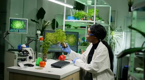 Scientist woman analyzing sapling while typing pharmaceutical expertise Stock Photos