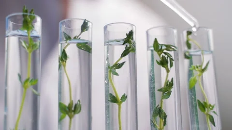 Scientist work with plant in test tubes in laboratory. Video stock 101005172