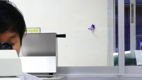 Scientist working in laboratory Stock Footage 79634506