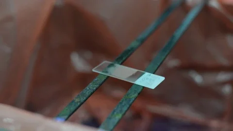 Scientist working in laboratory staining CBC Vídeos de archivo 75783990