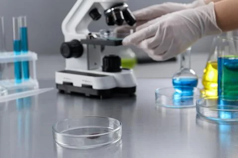 Scientist working with microscope at table in laboratory, focus on Petri dish Stock Photos