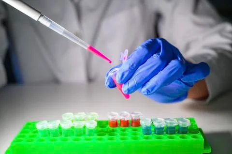 Scientist working with pink solution in eppendorf tube and pipette for biomed Stock Photos