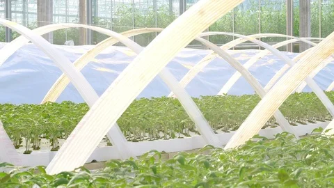 Scientist working at worker watering plants in greenhouselaboratory Stock-Footage 73815673
