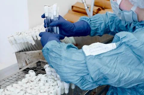 Scientist works with test tubes containing bacterial culture Stock Photos