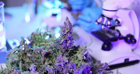 Scientists analyze cannabis plant using microscope in lab Stock Footage 294350127
