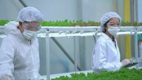 Scientists analyzing plants on vegetable harvest. Hydroponics process at lab. Stock Footage 163780629