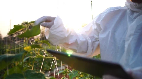 Scientists are checking for contaminants in vegetable conversion Видео 124961640