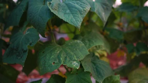 Scientists are checking for contaminants in vegetable conversion Stock Footage 124961742