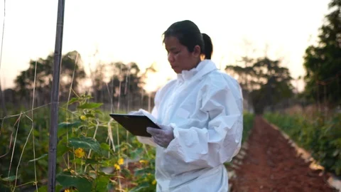 Scientists are checking for contaminants in vegetable conversion 스톡 동영상 124961852