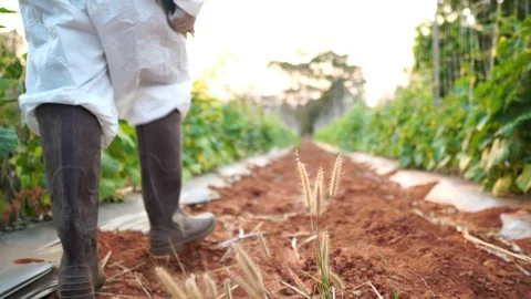 Scientists are checking for contaminants in vegetable conversion Stock Footage 124964556