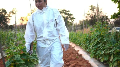 Scientists are checking for contaminants in vegetable conversion Stock Footage 124965307