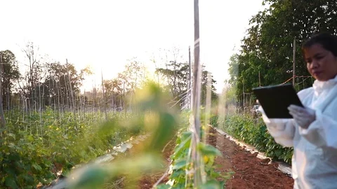 Scientists are checking for contaminants in vegetable conversion Video stock 125039067