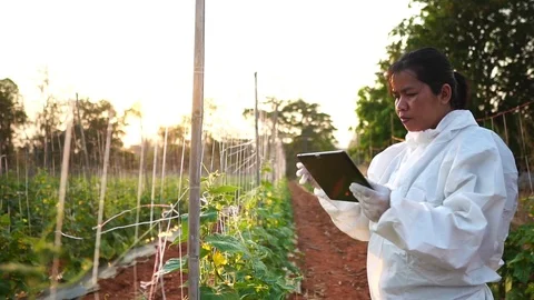 Scientists are checking for contaminants in vegetable conversion 스톡 동영상 125039324