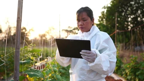 Scientists are checking for contaminants in vegetable conversion Video stock 125039502