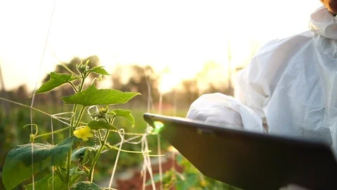 Scientists are checking for contaminants in vegetable conversion Stock Footage 125039639