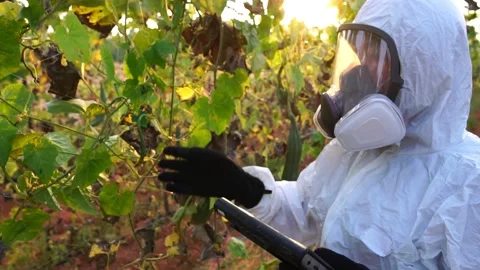 Scientists are checking for contaminants in vegetable conversion Vídeos de archivo 147145039
