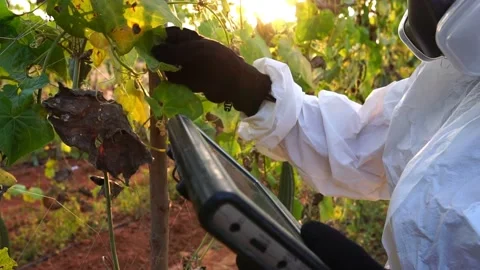 Scientists are checking for contaminants in vegetable conversion Stock Footage 147145952