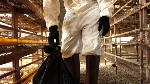 Scientists are collecting samples of Covit-19 in bags for further testing Stock Footage 146720386