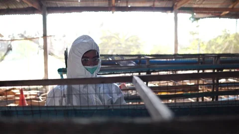 Scientists are investigating bacteria contamination covid 19 Virus in chicken Video stock 124790265