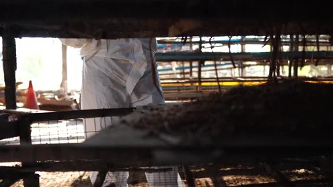 Scientists are investigating bacteria contamination covid 19 Virus in chicken Stock Footage 124790366